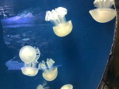 -迪拜水族馆及水下动物园