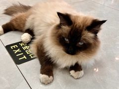 -中农大我爱我爱动物医院·核磁CT·猫病·24小时夜诊中心(石佛营店)