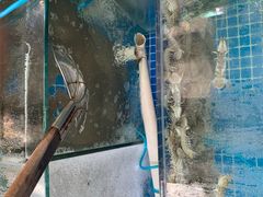 -蟹谢蒸鲜自助餐厅