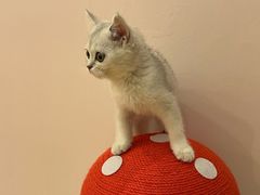 -猫咪派对(江南西店)