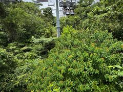 -圣淘沙天际线斜坡滑车