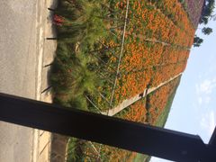 iphone_upload_pic-东部华侨城