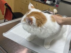 -中农大我爱我爱动物医院·核磁CT·猫病·24小时夜诊中心(石佛营店)