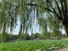 -尚庄度假村·庭台树下·户外烧烤·团建CS·轰趴营地(上庄水库店)