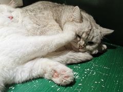 -猫儿山۰猫主题餐厅