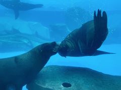-上海海昌海洋公园