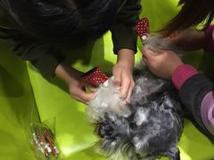 -暖阳宠物医院·犬猫康复中心·骨科