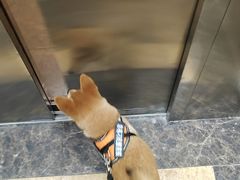 -翊宠yipet猫狗购宠庄园犬舍•猫舍