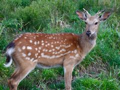 -萍乡武功山风景名胜区