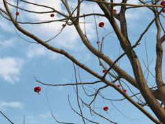 -小鲜肉延边朝鲜族烤串(珠海店)