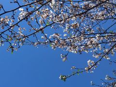 -上海滨江森林公园