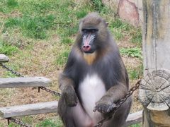 -大连森林动物园