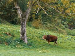 -武陵山森林公园