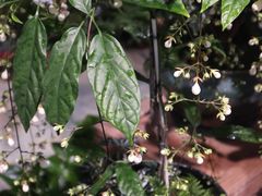 -青石桥花鸟鱼虫市场(叠翠城店)