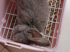 -雨林宠物医院 非犬猫异宠专科
