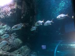 -暹罗海洋世界