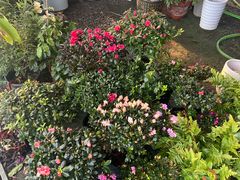 -龙大花卉苗木市场