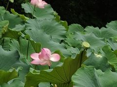 -白鹭湾湿地公园