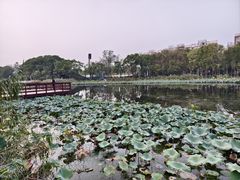 -新江湾城公园