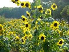 -艾溪湖湿地公园