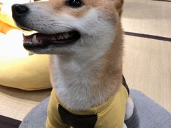-逗柴咖啡屋·狗咖猫咖宠物桌游