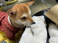 -逗柴咖啡屋·狗咖猫咖宠物桌游