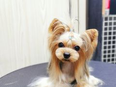 -小尾巴宠物店(万科·金域华庭店)