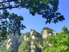 -王顺山国家森林公园