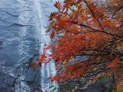 -朱雀国家森林公园