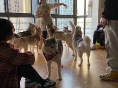 -Husky Go! 哈士奇体验馆·宠物咖啡厅狗咖