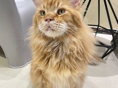 -藏猫猫咖啡主题馆(中央大道店)