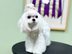 -鑫艺宠物美容培训学校