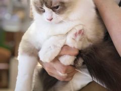 -藏猫猫咖啡主题馆(中央大道店)