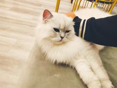 -BABIT巴比特宠物(MOMOPARK店)