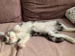 -猫大福·Fortune Cat猫舍(百子湾店)