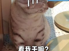 -Promise 国风宠物空间(上邦百汇城店)