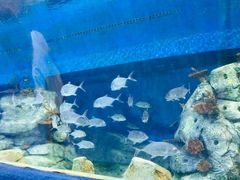 -梦幻海洋王国(吾悦广场张家港店)