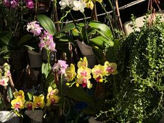 -青石桥花鸟鱼虫市场(叠翠城店)