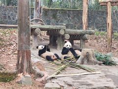 -都江堰中华大熊猫苑