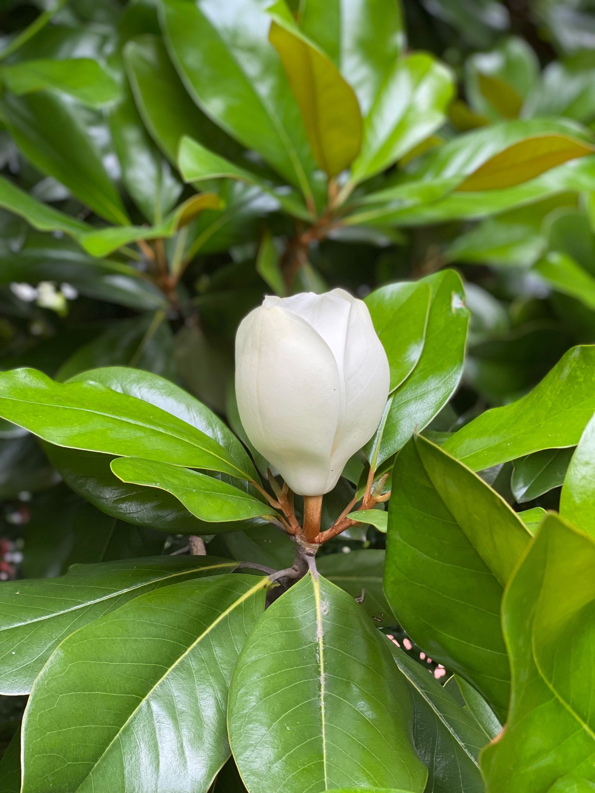 有没有人白玉兰和广玉兰傻傻分不清楚呢?这