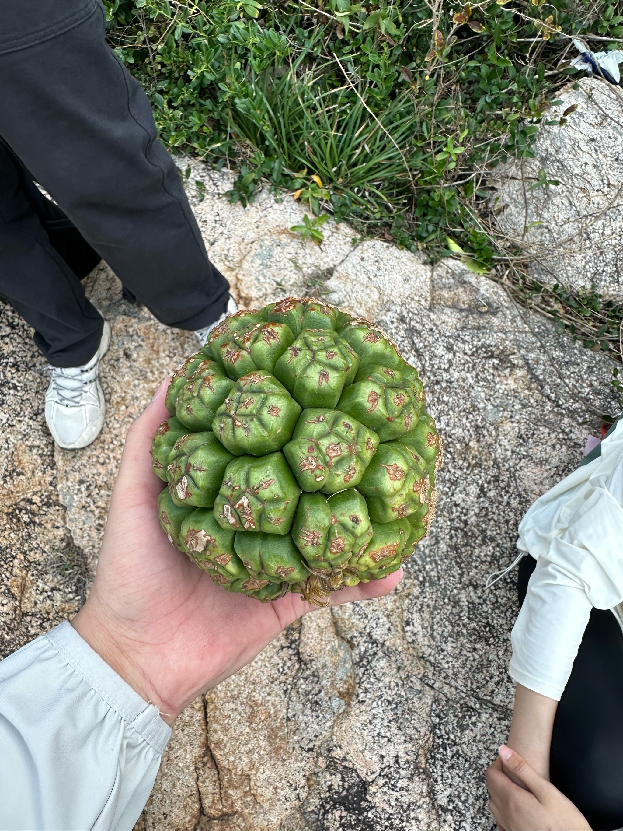 飓风果实图片