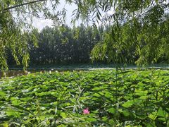 -白渔泡湿地公园