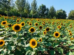 -长白岛森林公园