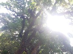 -小洲村