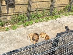 -大连森林动物园