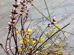 -桃花堤公园