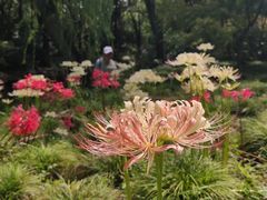 -上海共青森林公园