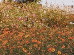 -晓港公园