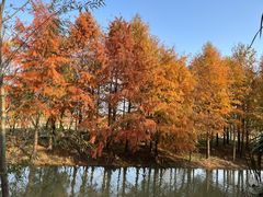 -上海长兴岛郊野公园