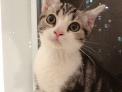 -猫大福·Fortune Cat猫舍(百子湾店)